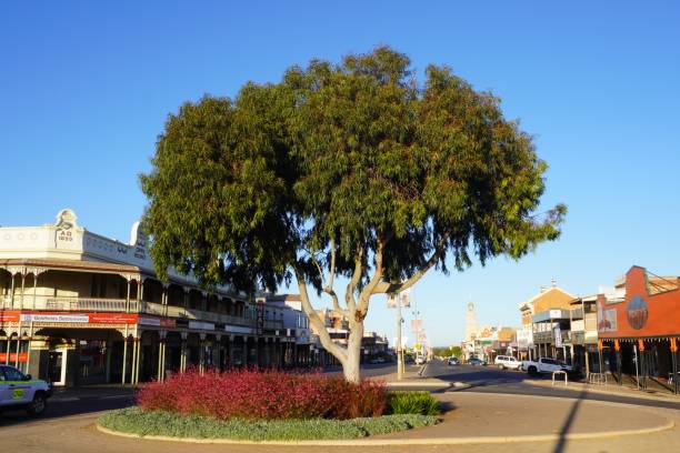 阪南通りのロータリーとして機能する大きなアカシアの木 - town australia kalgoorlie mining ストックフォトと画像