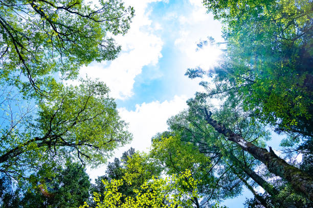 глядя на небо и лес, свет солнца - treetop tree sky blue �стоковые фото и изображения