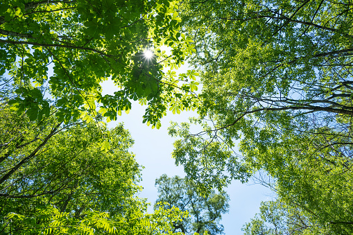 Looking up at the fresh green forest, trees, sky and sun