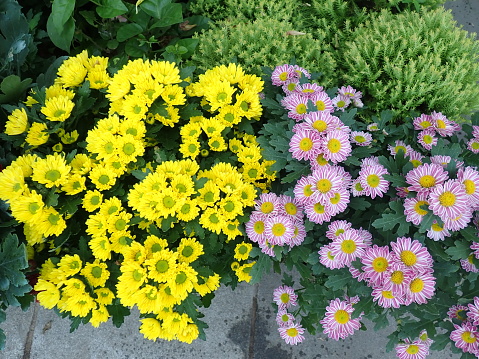 Chrysanthemums, sometimes called mums or chrysanths, are flowering plants of the genus Chrysanthemum in the family Asteraceae. They have alternately arranged leaves divided, the compound inflorescence