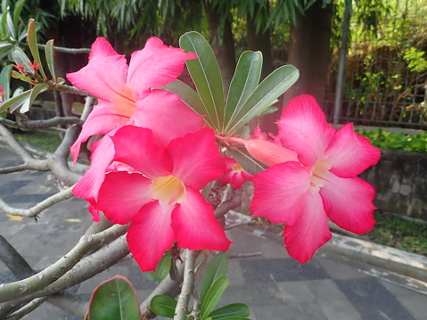 Adenium obesum is a poisonous species of flowering plant belonging to the tribe Nerieae of the subfamily Apocynoideae of the dogbane family, Apocynaceae. Common names include Sabi star, kudu, etc.