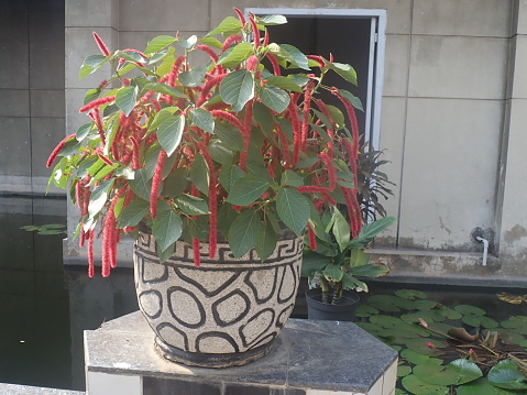 Red hot cat tail (Acalypha hispida), the chenille plant, is a flowering shrub which belongs to the family Euphorbiaceae, the subfamily Acalyphinae, and the genus Acalypha.