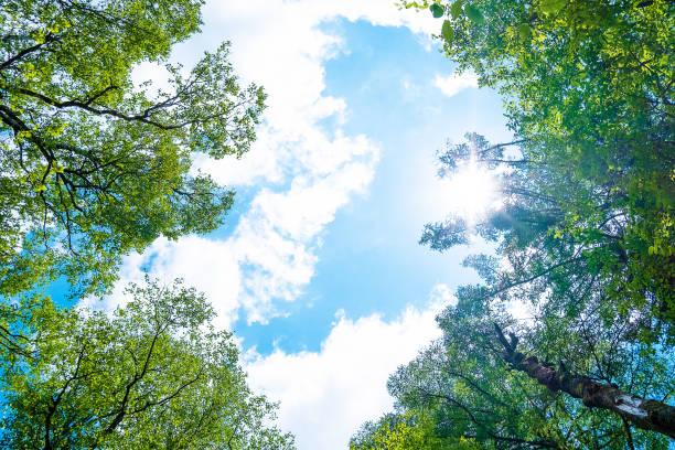 Looking up at the sky and the forest, the light of the sun Looking up at the sky and the forest, the light of the sun 木漏れ日 stock pictures, royalty-free photos & images