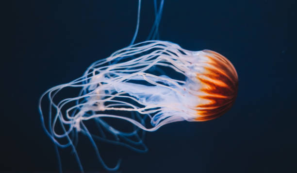 istock Blue Jellyfish Close up view 1411362386