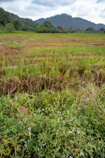 istock Penang, Balik Pulau Green paddy field during July. 1411362938