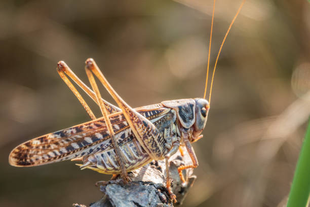 istock A large brown locust, Locusta migratoria, with a pattern on its body sits on branch among green vegetation in a summer garden. 1411365313