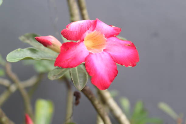 istock Red adenium flowers 1411365369