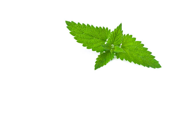 istock green mint leaves on white background 1411365667