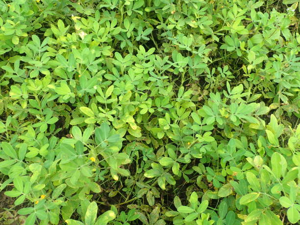 The peanut (Arachis hypogaea), is a legume crop grown mainly for its edible seeds. It is widely grown in the tropics and subtropics, being important to both small and large commercial producers. el maní (arachis hypogaea), es un cultivo de leguminosas cultivado principalmente por sus semillas comestibles. se cultiva ampliamente en los trópicos y subtrópicos, siendo importante tanto para los pequeños como para los grandes productores comerciale