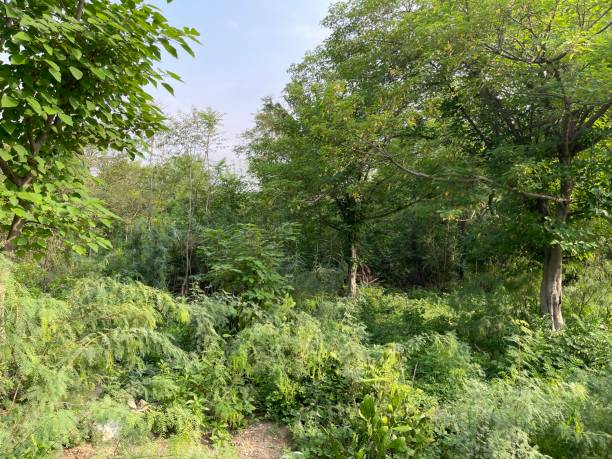 istock Farmhouse Garden 1411366363