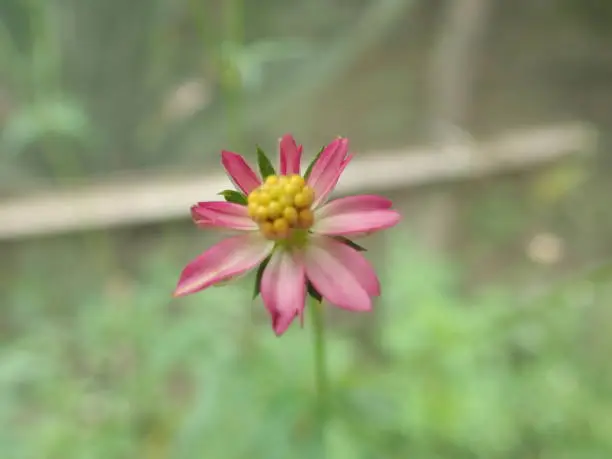 Photo of Kenikir (Cosmos) blooming isolated in the garden with blur background. Cosmos is herbaceous perennial plants, with genus name cosmos, in the sunflower family.