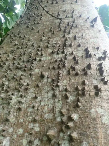 Ceiba pentandra tree thorn. A tropical tree of the order Malvales and the family Malvaceae. Tree grows to 240 ft. The trunk and many of the larger branches are often crowded with large simple thorns.