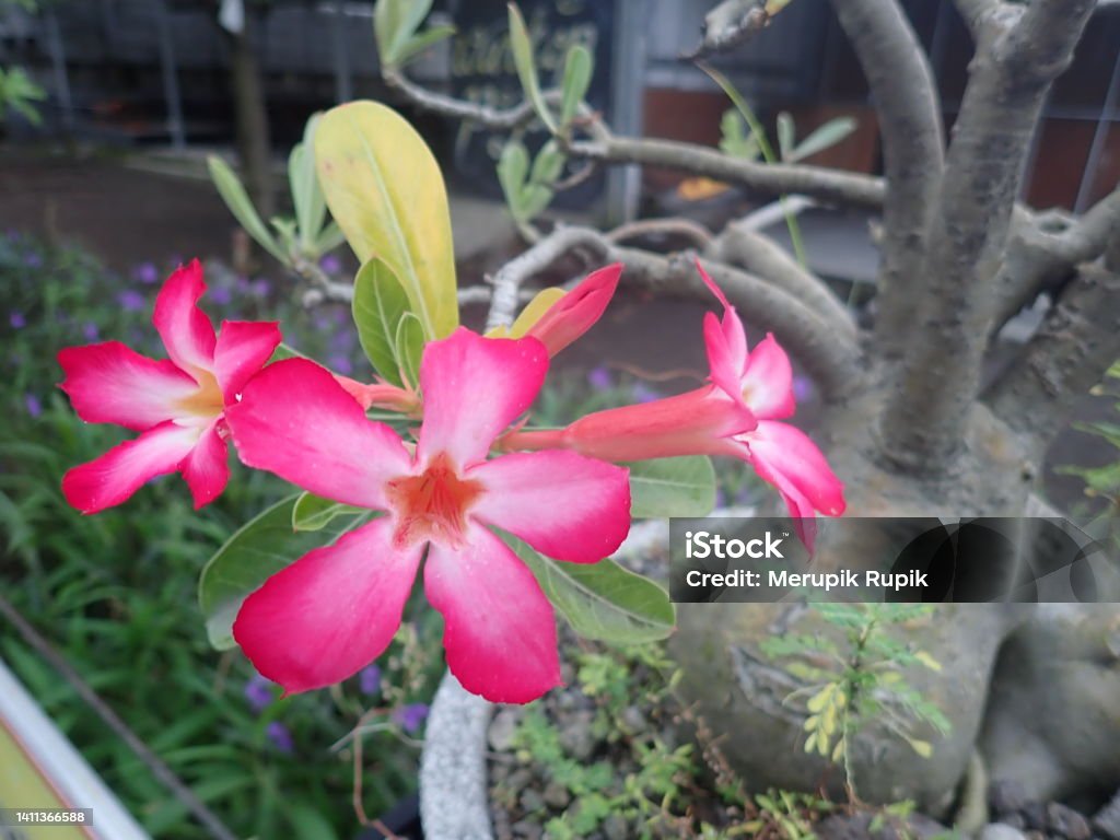 Adenium obesum is a poisonous species of flowering plant belonging to the tribe Nerieae of the subfamily Apocynoideae of the dogbane family, Apocynaceae. Common names include Sabi star, kudu, etc. Adenium Stock Photo