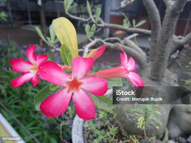 Adenium Obesum Is A Poisonous Species Of Flowering Plant Belonging To The Tribe Nerieae Of The Subfamily Apocynoideae Of The Dogbane Family Apocynaceae Common Names Include Sabi Star Kudu Etc Stock Photo - Download Image Now