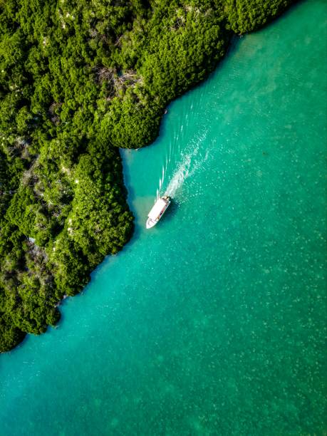 istock Mangrove forest Farasan Island 1411366878