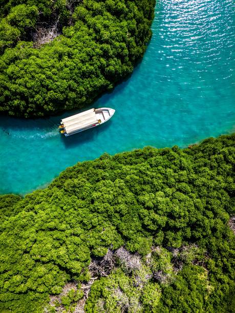 istock Mangrove forest Farasan Island 1411366892