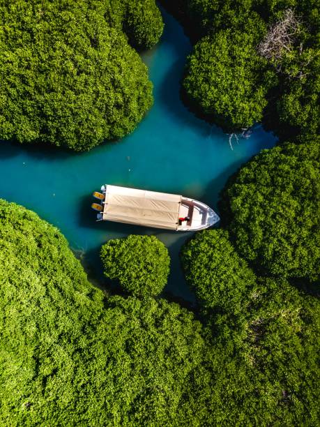 istock Mangrove forest Farasan Island 1411366908