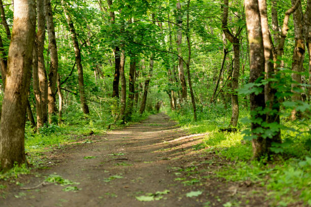istock Green Caucasian forest in summer 1411367088