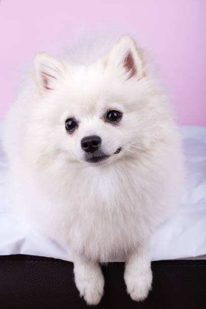 istock Very cute and pretty puppy Pomeranian 1411367089