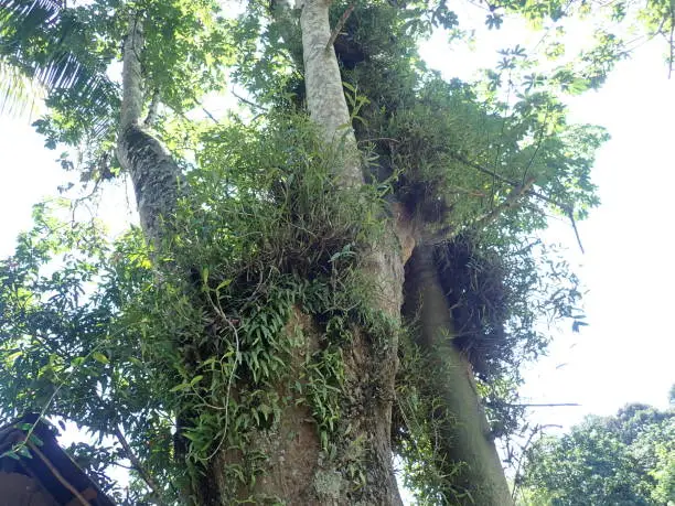forest orchids grow on big tree trunks