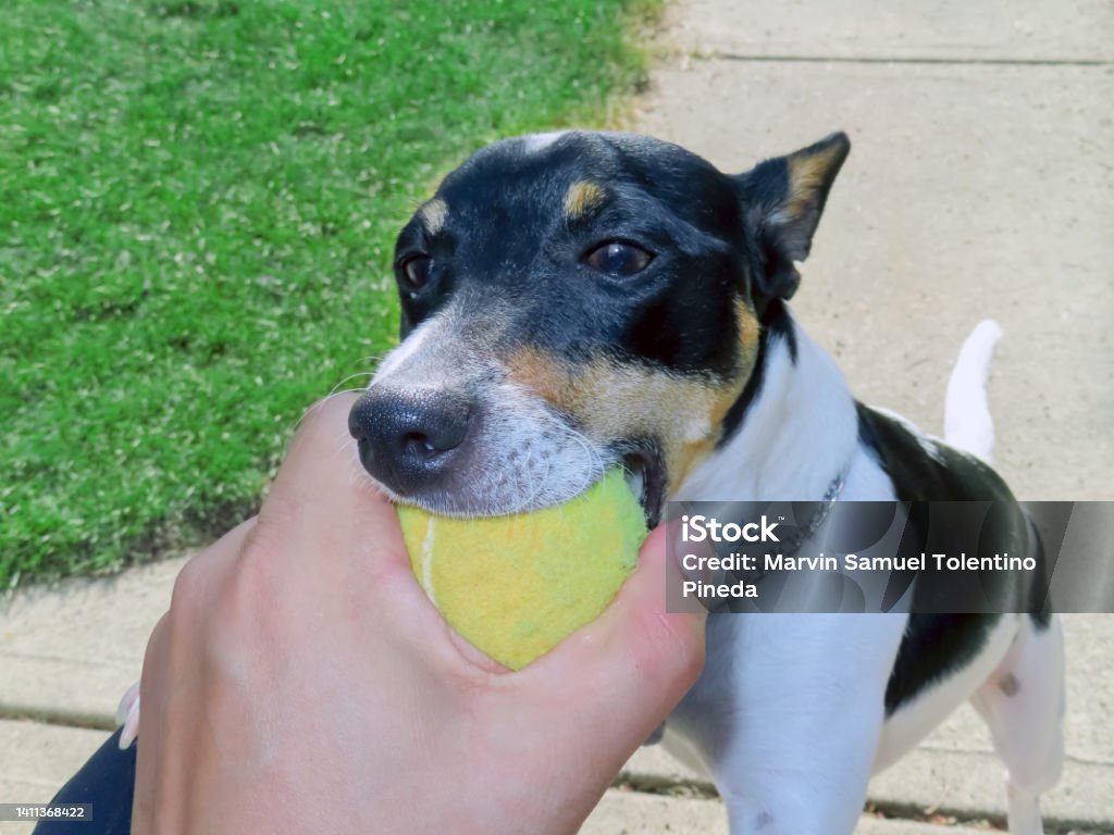 Fetch a pet game where an object, such as a stick or ball, is thrown a moderate distance away from the animal, and it is the animal's objective to grab and retrieve. Dog Stock Photo
