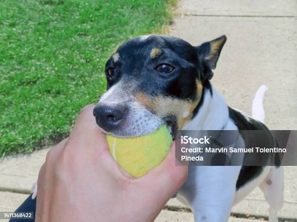 Fetch A Pet Game Where An Object Such As A Stick Or Ball Is Thrown A Moderate Distance Away From The Animal And It Is The Animals Objective To Grab And Retrieve Stock Photo - Download Image Now