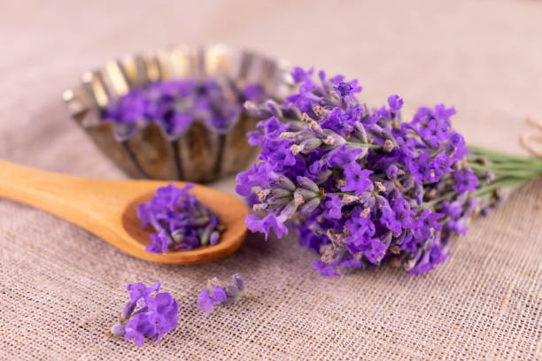 istock Fragrant lavender flowers. Lavender harvest.Ingredient for making cosmetics. 1411368490