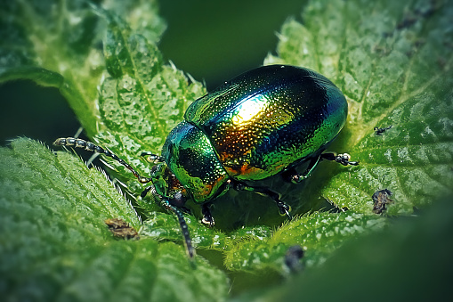 Gastrophysa viridula Green Dock Leaf Beetle Insect. Digitally Enhanced Photograph.