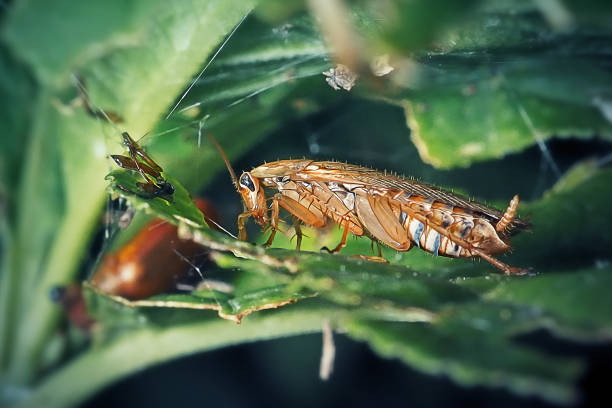 Ectobius vittiventris Amber Wood Cockroach Insect. Digitally Enhanced Photograph.