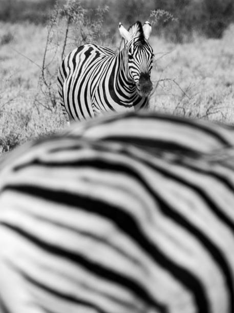 istock Zebra at Etosha National Park in Kunene Region, Namibia 1411371467