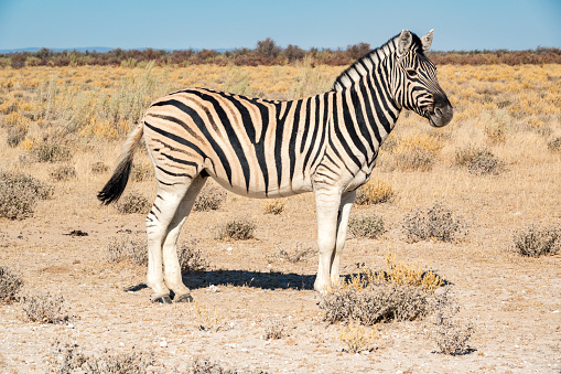 Africa, Tanzania, Serengeti - February 2016: Zebras on the road in Serengeti national park in front of the jeep with tourists.