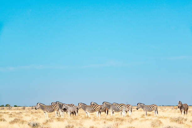 istock Zebra at Etosha National Park in Kunene Region, Namibia 1411371929