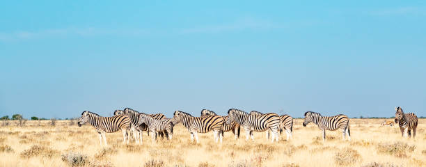 Plains zebra (Equus quagga) in Etosha National Park, Namibia.