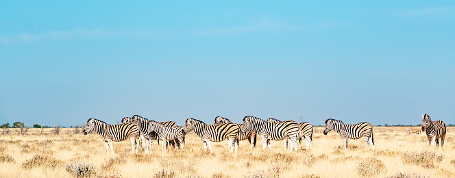 Herd of Plains Zebras in the Serengeti National Park, Tanzania. Plains zebra (Equus quagga, formerly Equus burchellii), also known as the common zebra or Burchell's zebra.