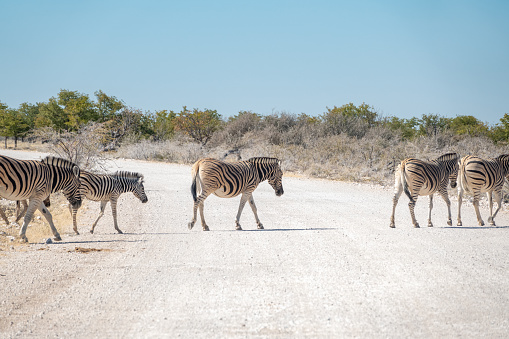 Zebra and her cub crossing the road in Serengeti National Park (Tanzania).