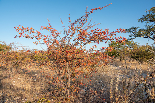 Mopani Tree at Etosha National Park in Kunene Region, Namibia