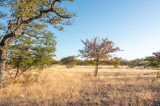 Mopani Tree at Etosha National Park in Kunene Region, Namibia