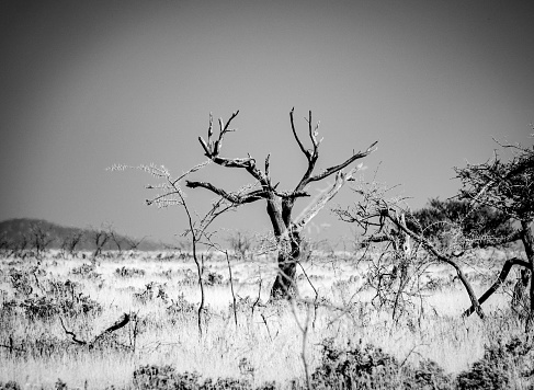 Bare Tree at Etosha National Park in Kunene Region, Namibia