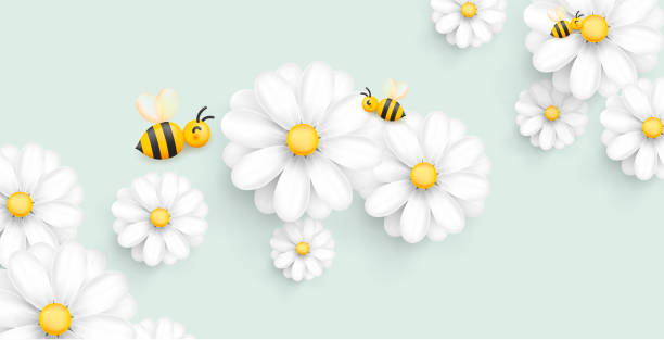 miękkie pastelowe tło z 3d realistycznym rumiankiem lub kwiatem stokrotki i nektarem zbierającym pszczoły - bee backgrounds chamomile plant fragility stock illustrations