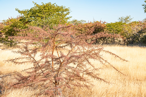 Acacia Shrub at Etosha National Park in Kunene Region, Namibia