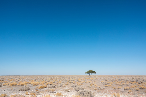 Acacia Tree at Etosha National Park in Kunene Region, Namibia