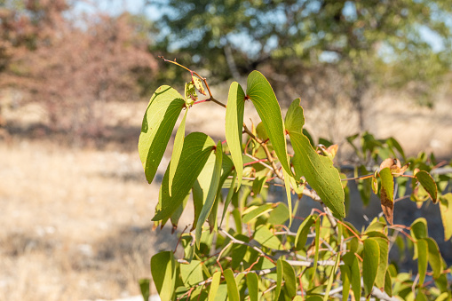 Mopani (Mopane) Tree (Colophospermum mopane) at Etosha National Park in Kunene Region, Namibia