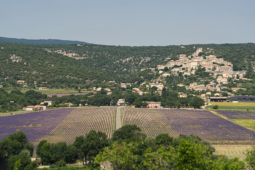 Mount  sainte Victoire and lavender