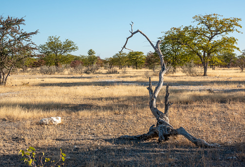 Driftwood at Etosha National Park in Kunene Region, Namibia