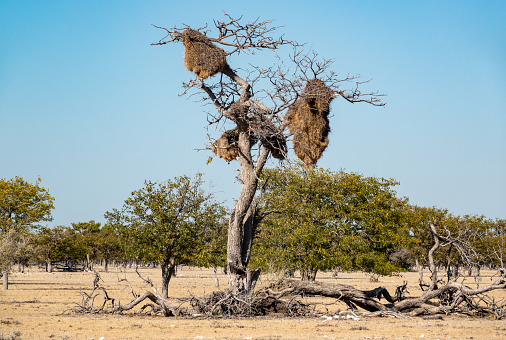 Buffalo Weaver Nest at Etosha National Park in Kunene Region, Namibia