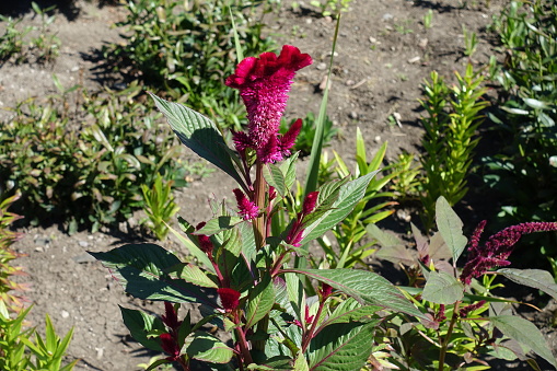 Cockscomb with magenta colored flowers in August