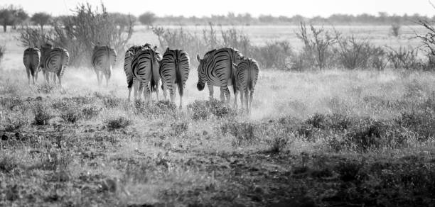 istock Zebra at Etosha National Park in Kunene Region, Namibia 1411376876