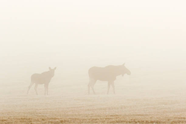 istock Moose calf with his mother in mist 1411376952