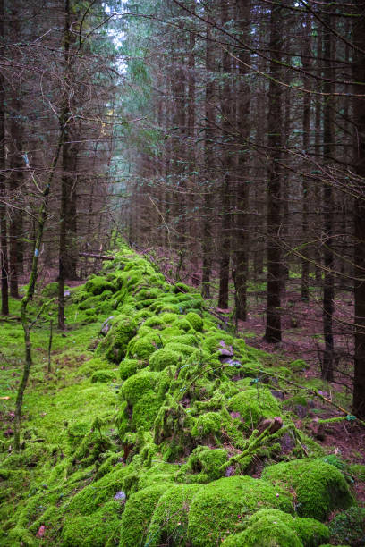 Afforestation with a green moss covered stone wall