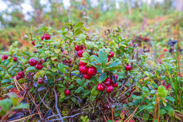 istock Red cowberry on the forest floor 1411377136
